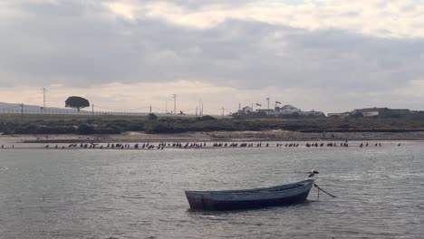 Flock-of-birds-flying-next-to-a-boat-on-a-country-landscape