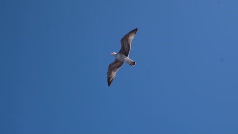 Gaviota-Volando-Contra-El-Cielo-Azul-Claro-Con-Las-Alas-Abiertas