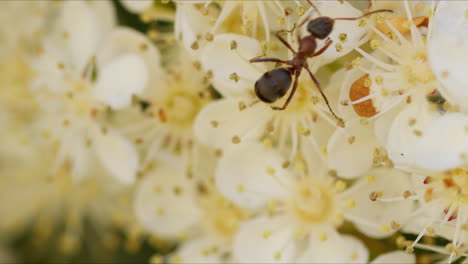 Formica-Ameise-Isst-Nektar-Aus-Der-Blüte-Der-Glanzmispel-Mit-Roter-Spitze,-Makro-Detailaufnahme