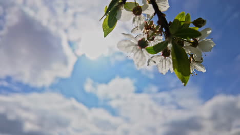 Branch-with-white-flowers-against-a-blue-sky-with-clouds,-concept-of-the-spring-season