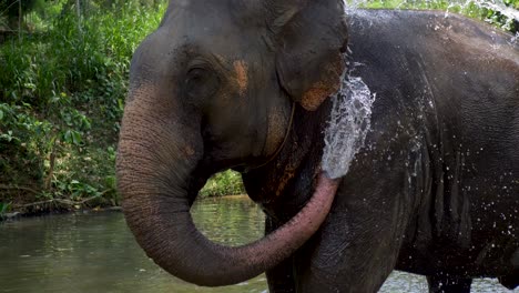 Zeitlupen-SLR-Nahaufnahme-Eines-Elefantenrüssels,-Der-Mit-Wasser-Spritzt-Und-Im-Dschungel-Flusssee-In-Sri-Lanka,-Asien,-Badet,-Waisenhaus-Rettungsstiftung,-Tiertourismus