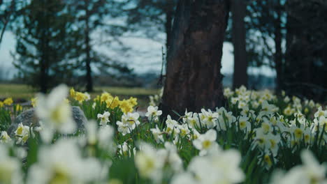 White-Daffodils-in-the-forrest-swaying-in-the-wind
