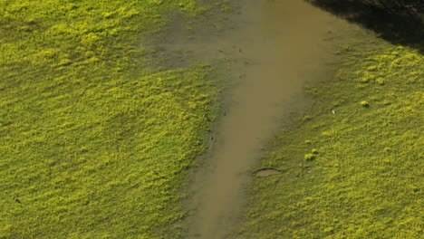 Grüne,-Beruhigende-Landschaft-Mit-Feuchtgebieten,-Teilweise-überflutet-Vom-Wolf-River,-Tennessee