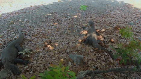 Two-Komodo-dragons-resting-on-the-ground,-viewed-from-above---panning-right-shot