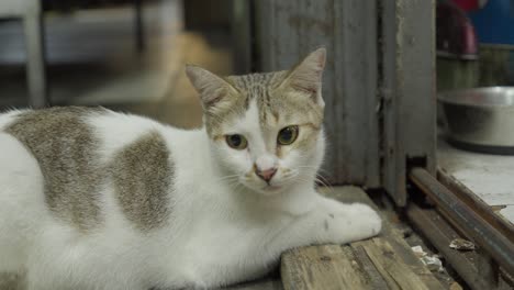 White-cat-with-Golden-spots-looks-at-camera-laying-in-wooden-floor-kitchen-scene-waiting-for-food,-pet-closeup-shot