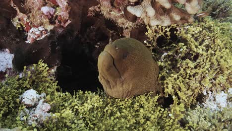 Close-shot-of-a-green-moray-eel-on-a-tropical-coral-reef,-tuamotu-archipelage,-french-polynesia,-tahiti,-south-pacific-ocean