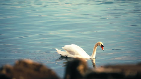 Swan-swimming-in-a-lake