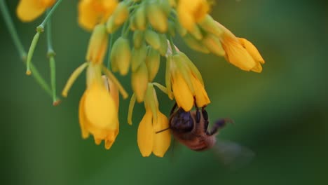 Close-up-shot-of-a-busy-honey-bee-harvesting-and-pollinating-the-golden-yellow-rapeseed-flowers,-showcasing-the-beauty-of-nature