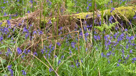 Spring-Bluebells-flowering-in-woodland-in-Warwickshire,-England-with-Common-Ferns-growing-around-them