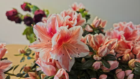 Alstroemeria-Weiß-Rosa-Erröten-Blumen-Blumenstrauß-Aus-Der-Nähe-Schön-Aussehend