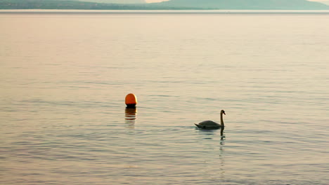 Swan-on-the-lake-during-sunset,-lac-Lémanz,-Lausanne,-Switzerland