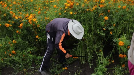 Agricultor-Mexicano-Trabajando-En-La-Cosecha-De-Flores-De-Caléndula-Para-Los-Mercados-Del-Día-De-Muertos.