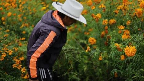 Hispanischer-Bauer-Erntet-Ringelblumen-Für-Den-Tag-Der-Toten