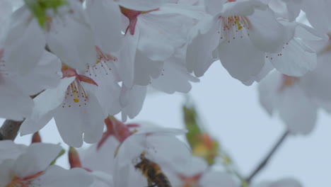 Eine-Biene-Wird-In-Bewegung-Eingefangen,-Wie-Sie-Zwischen-Den-Weichen-Weißen-Blütenblättern-Von-Kirschblüten-Schwebt,-Wobei-Zarte-Rosa-Staubblätter-Sichtbar-Sind