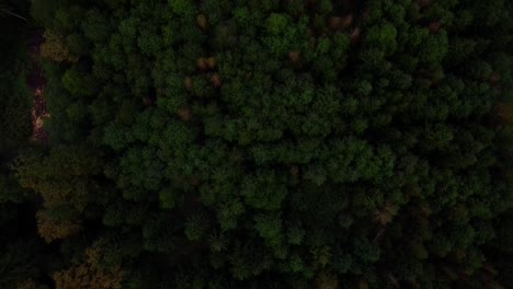 Top-down-shot-of-a-green-forest-in-Austria