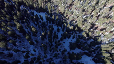 Antena-Arriba-Abajo-De-Un-Denso-Bosque-De-Pinos-En-Invierno-Cuando-La-Nieve-Ha-Comenzado-A-Derretirse