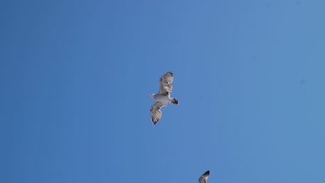 Seagulls-In-Flight-Against-The-Blue-Sky