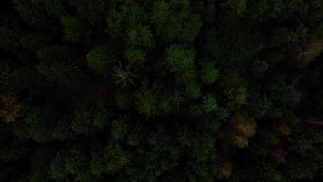 green-forest-in-Austria-top-down-shot-of-wet-trees