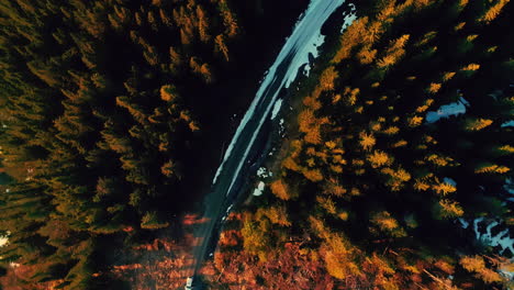 Tall-pine-spruce-tree-top-down-aerial-view-forest-and-road-covered-in-snow