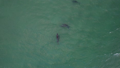 Una-Vista-De-Las-Ballenas-Jorobadas-Migratorias-Durante-La-Temporada-De-Apareamiento-En-Las-Islas-Cook-Del-Sur,-Nueva-Gales-Del-Sur,-Australia