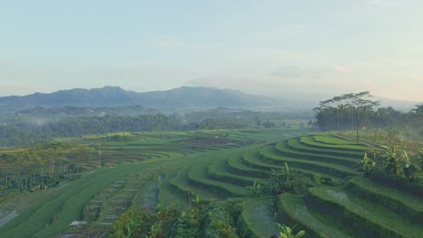Sehen-Sie-Sich-Die-Natürliche-Treppe-Im-Nebligen-Morgengrün-Indonesiens-An