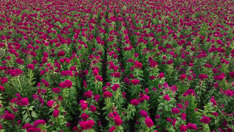 Vídeo-De-Drone-De-Una-Granja-De-Flores-De-Terciopelo