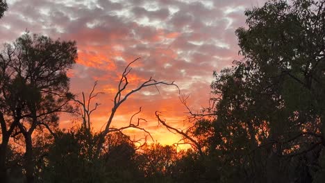 Rich-Golden-Sunset-in-Kings-Park,-Perth,-Western-Australia-with-eucalyptus-trees