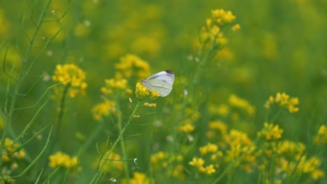 Goldgelbe-Rapsblüten-Wiegen-Sich-Im-Wind,-Ein-Wunderschöner-Kohlweißling-Bestäubt-Die-Blüte,-Flattert-Mit-Den-Flügeln-Und-Fliegt-Davon,-Eine-Nahaufnahme-Zeigt-Die-Schönheit-Der-Natur