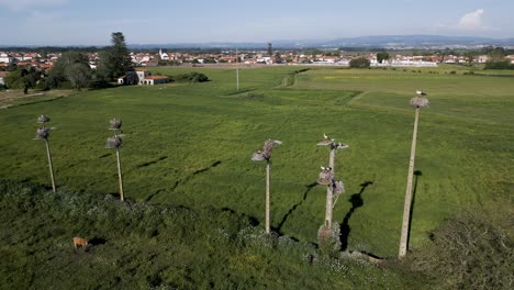 Stork-nests-atop-poles-in-a-lush-field-near-a-village-in-Portugal