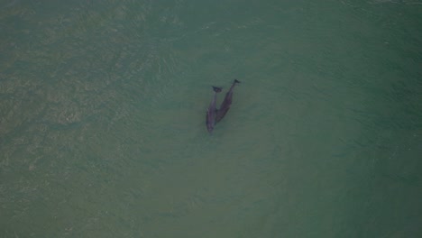 Mating-Humpback-Whales-In-The-Southern-Cook-Islands,-New-South-Wales,-Australia