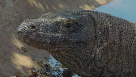 Komodo-dragon-looks-straight-at-the-camera,-Flores-Island-in-Indonesia