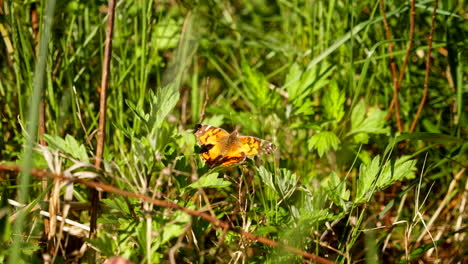 Orangefarbener-Schmetterling-Sitzt-Bei-Brise-In-Zeitlupe-Im-Dichten-Gras