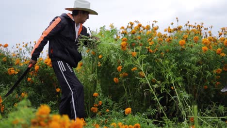 Hombre-Mexicano-Trabajando-En-La-Cosecha-De-Flores-De-Caléndula.