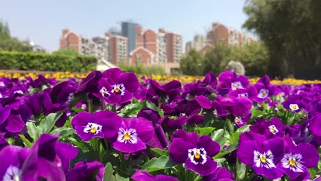 Viola-Blüten-Vor-Der-Stadtlandschaft-Von-Shanghai-Im-Unscharfen-Hintergrund