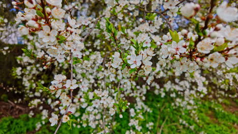 Apfelblütenbaum-In-Voller-Blüte-Im-Frühling-Weißes-Hellrosa-Blütenblatt