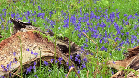 Spring-Bluebells-flowering-in-woodland-in-Warwickshire,-England-with-Common-Ferns-growing-around-them