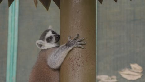 tired-ring-tailed-Lemur-sleeping-while-embracing-a-tree-trunk