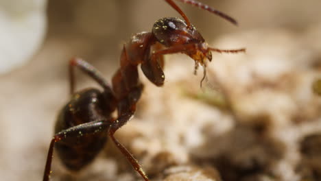 Formica-ant-combing-and-brushing-antennae-using-forelegs,-extreme-macro
