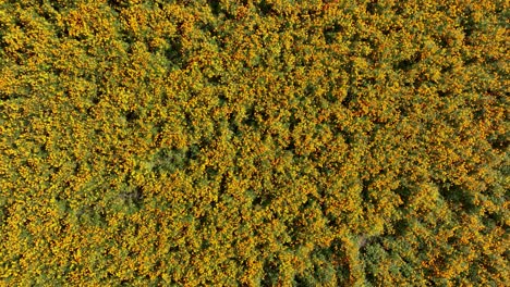 Drone-video-of-a-marigold-flower-field-in-Atlixco,-México