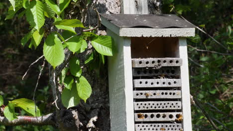 Hotel-De-Abejas-Que-Impulsa-La-Población-De-Abejas-Solitarias-Y-Aumenta-La-Biodiversidad.