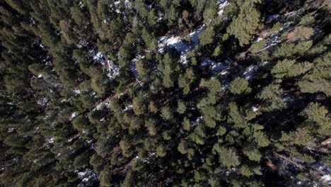 Antena-Arriba-Abajo-De-Un-Denso-Bosque-De-Pinos-En-Invierno-Cuando-La-Nieve-Ha-Comenzado-A-Derretirse