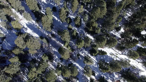 Antena-Arriba-Hacia-Abajo-De-Un-Exuberante-Bosque-De-Pinos-En-Invierno-Cuando-La-Nieve-Ha-Comenzado-A-Derretirse