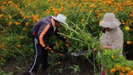 Mexikanische-Bauern-Ernten-Cempasúchil-Blüten