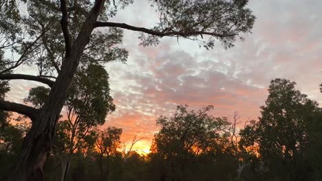 Wide-shot-of-Golden-Sunset-in-Kings-Park,-Perth,-Western-Australia-with-eucalyptus-trees
