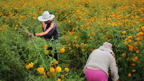 Mexican-farmers-working-hard-on-its-cempasúchil-flower-crops