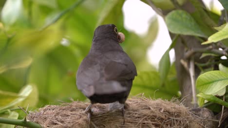 Zwei-Neugeborene-Vögel-In-Einem-Nest