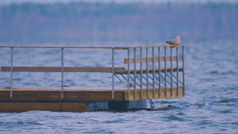 Seagull-starling-foraging-by-the-lake