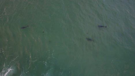 Migración-De-Ballenas-Jorobadas-En-La-Reserva-Natural-De-La-Isla-Cook,-Nueva-Gales-Del-Sur,-Australia