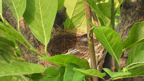Red-vented-bulbul-chick-in-nest-