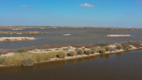 Luftdrohne-Mit-Rosa-Flamingos-Auf-Dem-Fluss-Guadalquivir-Im-Doñana-Nationalpark,-Spanien